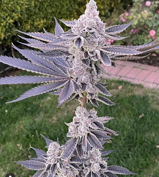 Animal Tsunami - Jungle Boys