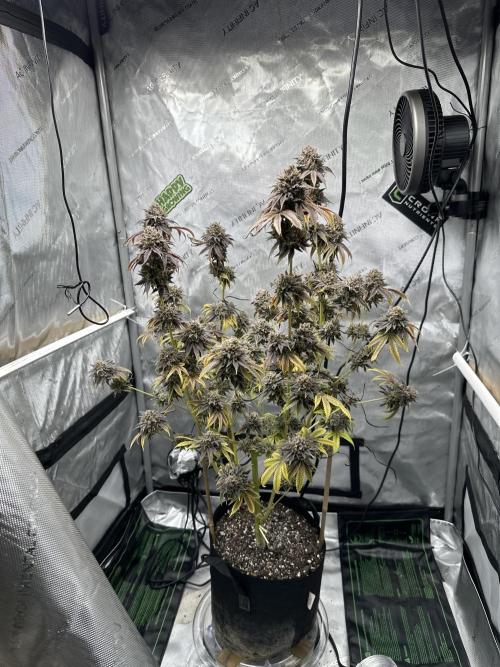 Candy Candy - Cookies Seeds
