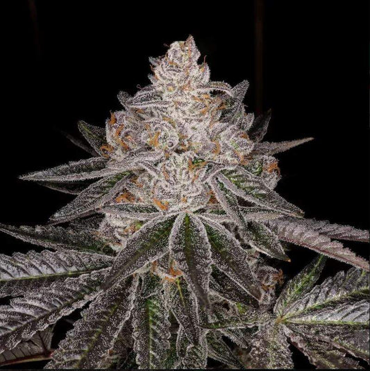 Apple Fritter - Lumpys Cut