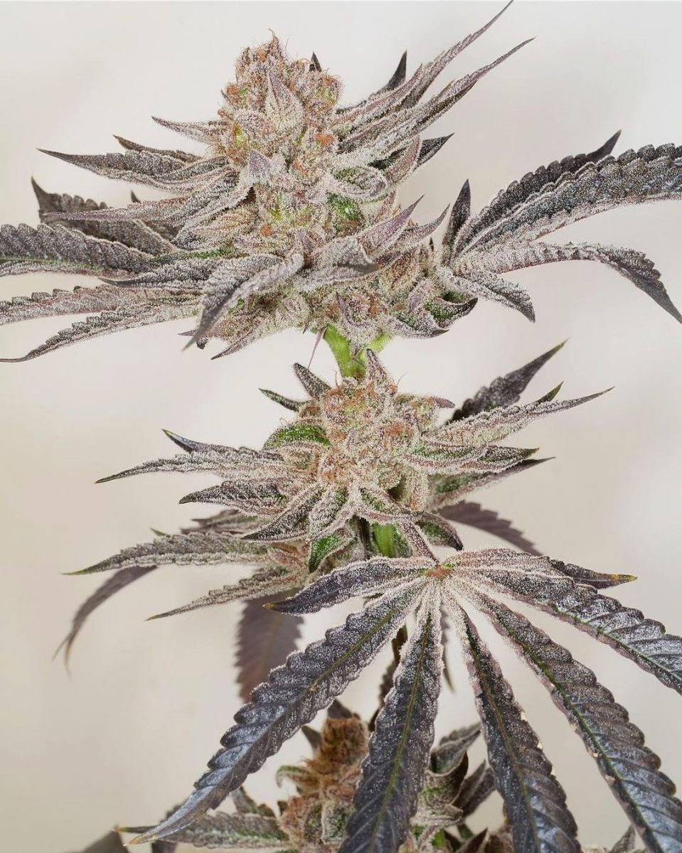 Banana Runtz - Black Runtz Cut (Solfire)