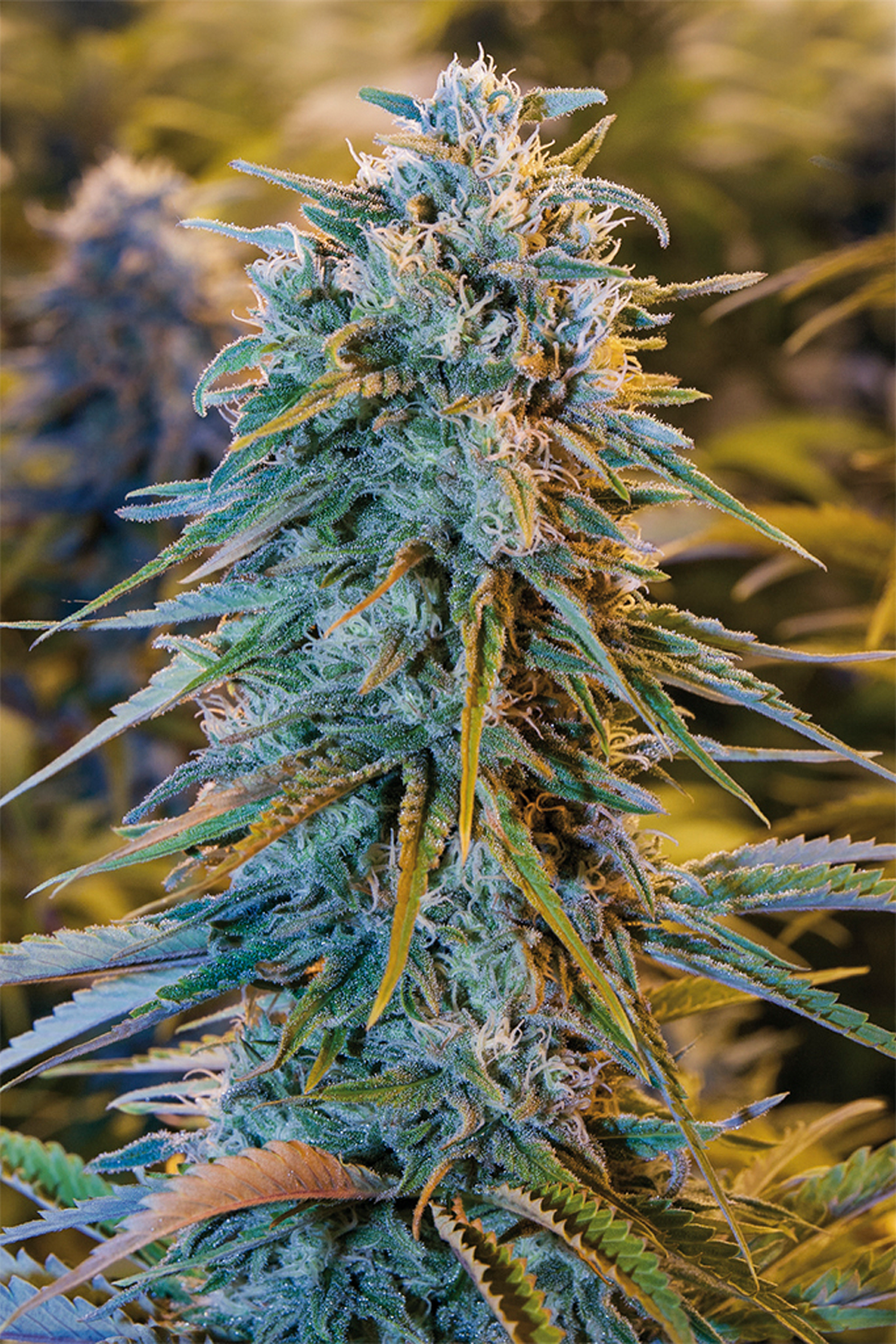 Blue Dream - Humboldt Seeds