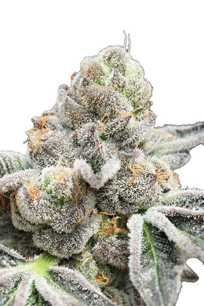 Break Pad Breath - Ripper Seeds