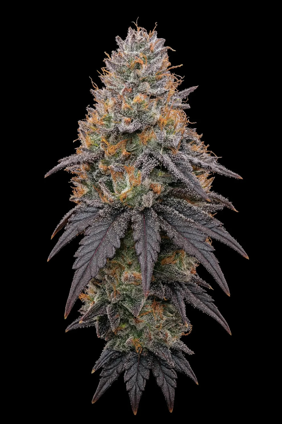 Candy Fumez - Doja Cut