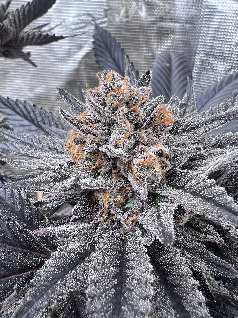 Cap Junkies - Seedjunkys Genetics