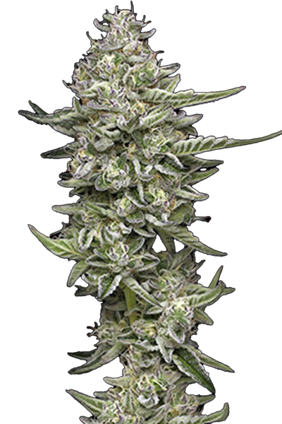 Collie Man Kush - Humboldt Seeds