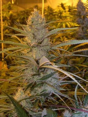 Canalope Haze - DNA Genetics