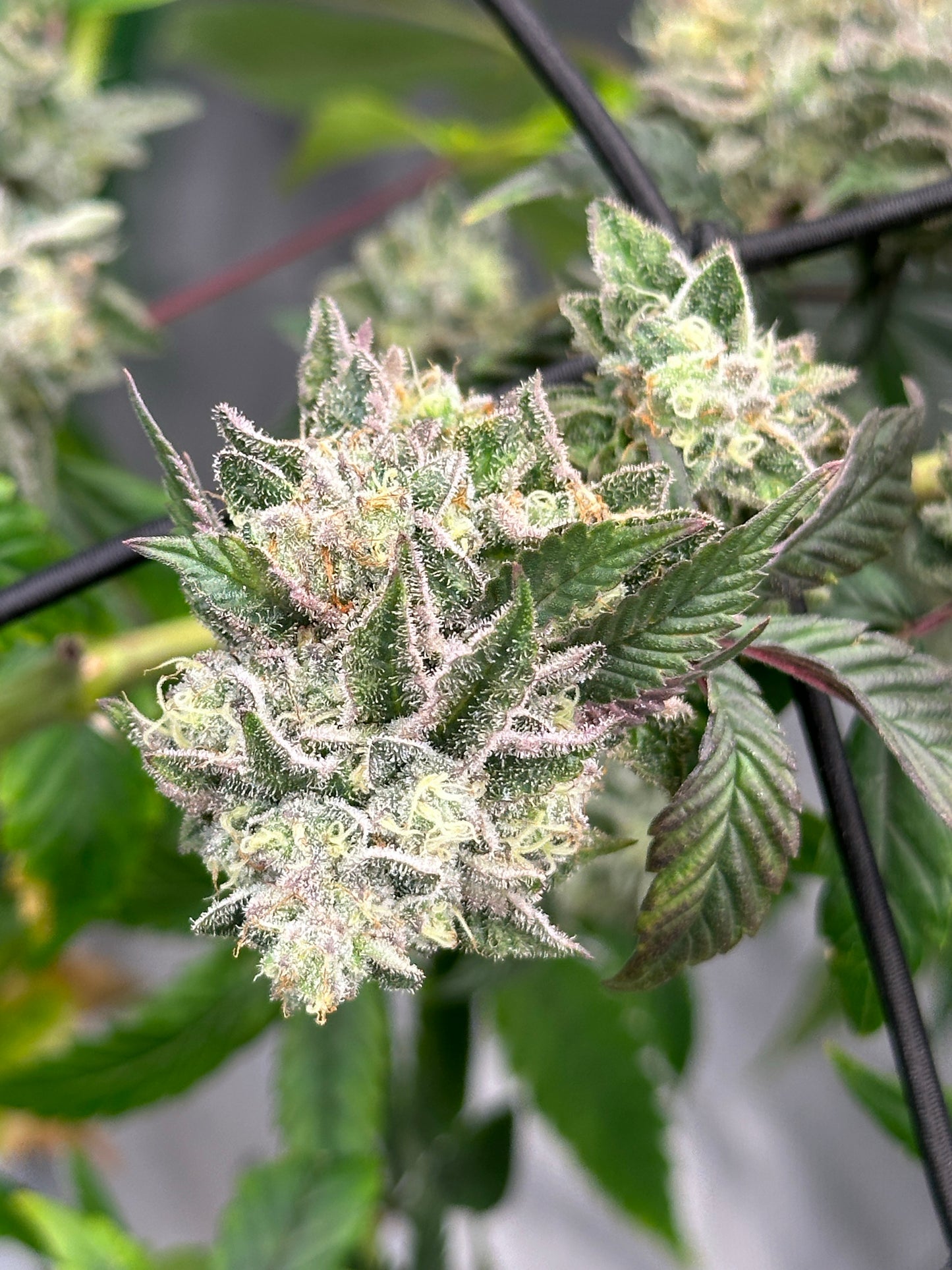 Lemon Cherry Pop - Cookies Genetics Premium Cut