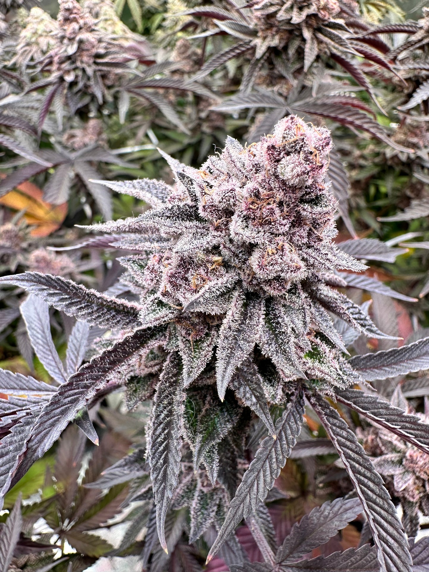 Jokerz Candy - Compound Genetics
