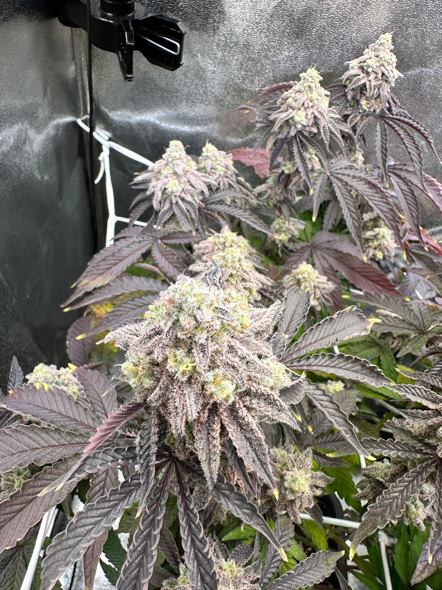 Super Buff Cherry #26 - GMLS Breeder Cut