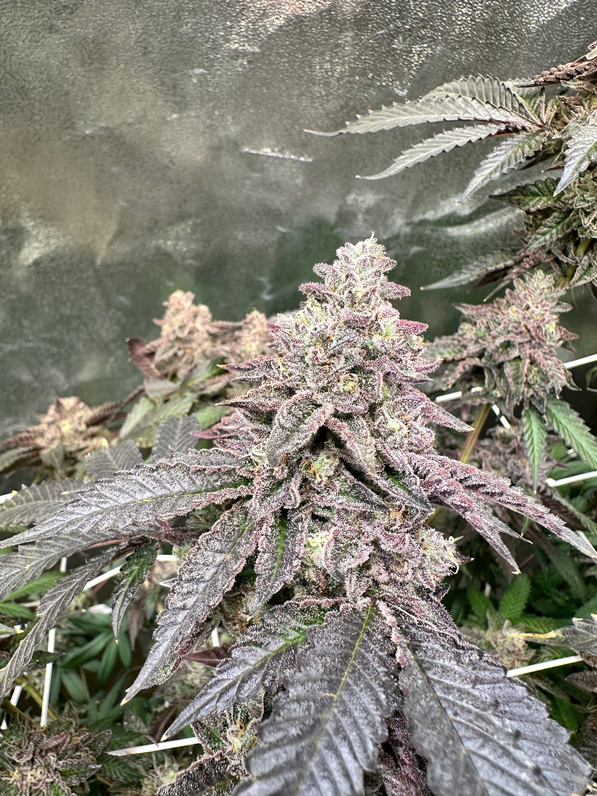 Rainbow Pave - Compound Genetics