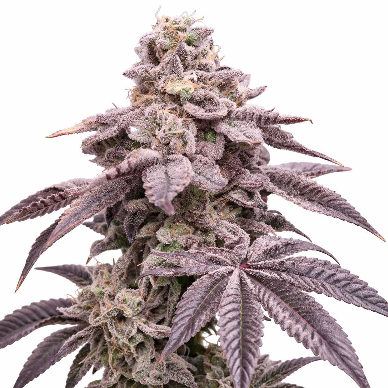 K-Mintz (Louda Cut) - Ripper Seeds