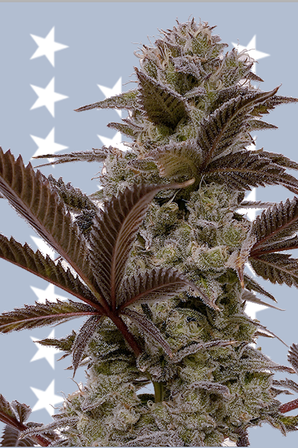 L.A. Baker - Jungle Boys