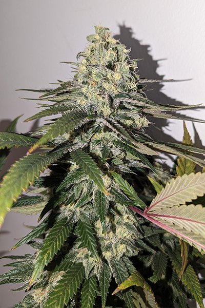 LA Vanilla Cake - Silent Seeds