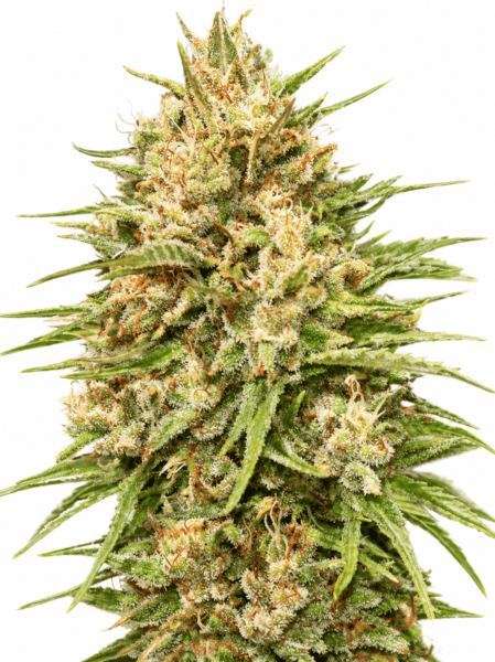 Lemon Bean #4 - Advanced Seeds
