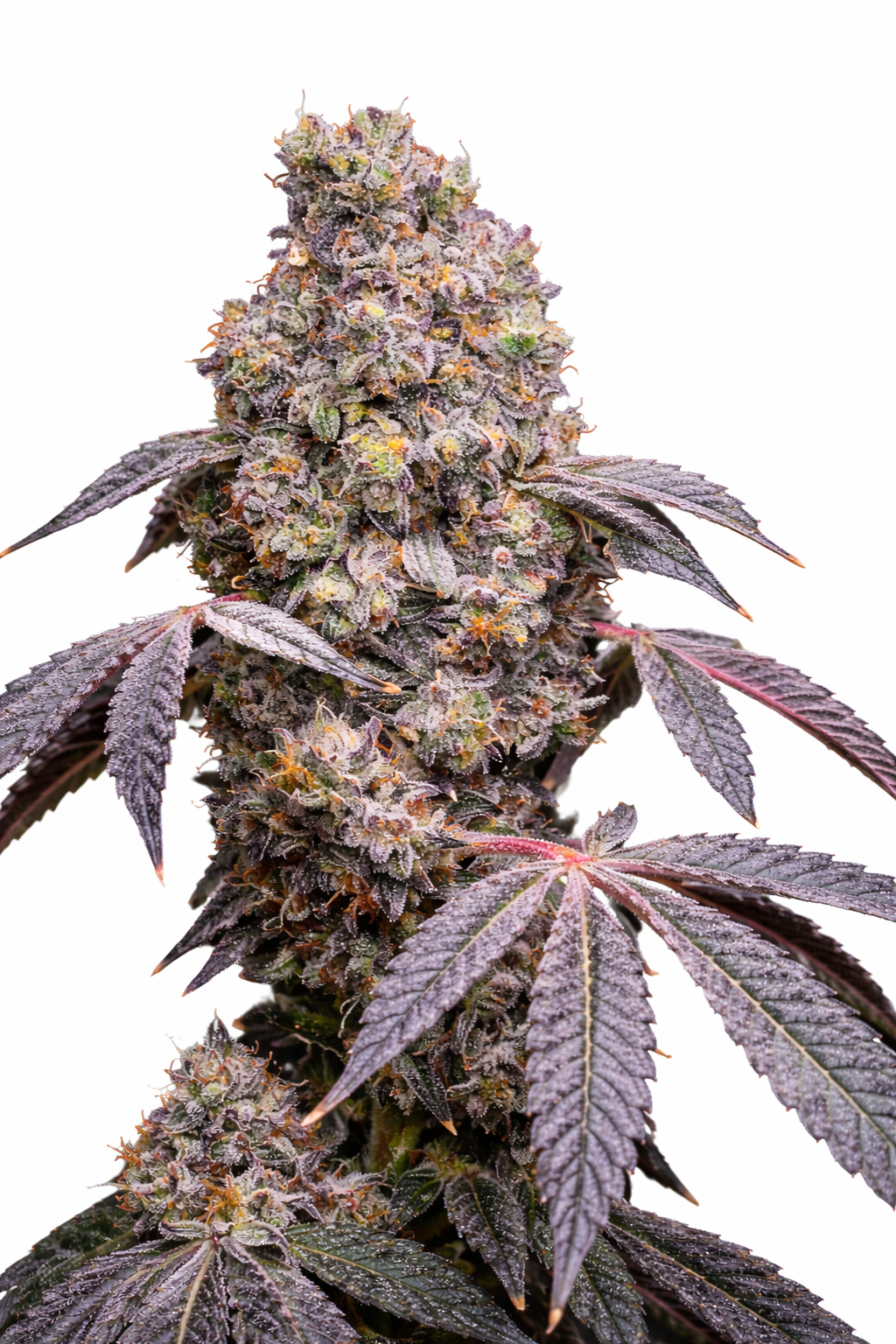 Lemon Cherry Mintz (Louda Cut) - Lit Farms