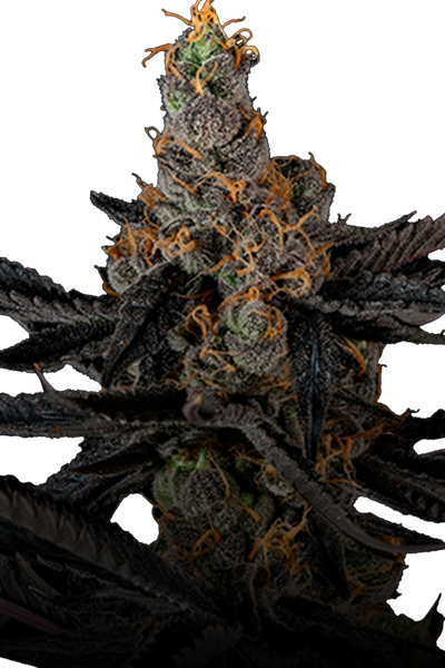 London Pound Cake x M.B. - Ripper Seeds