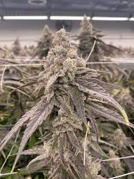 Mac 1 - Capulator Cut