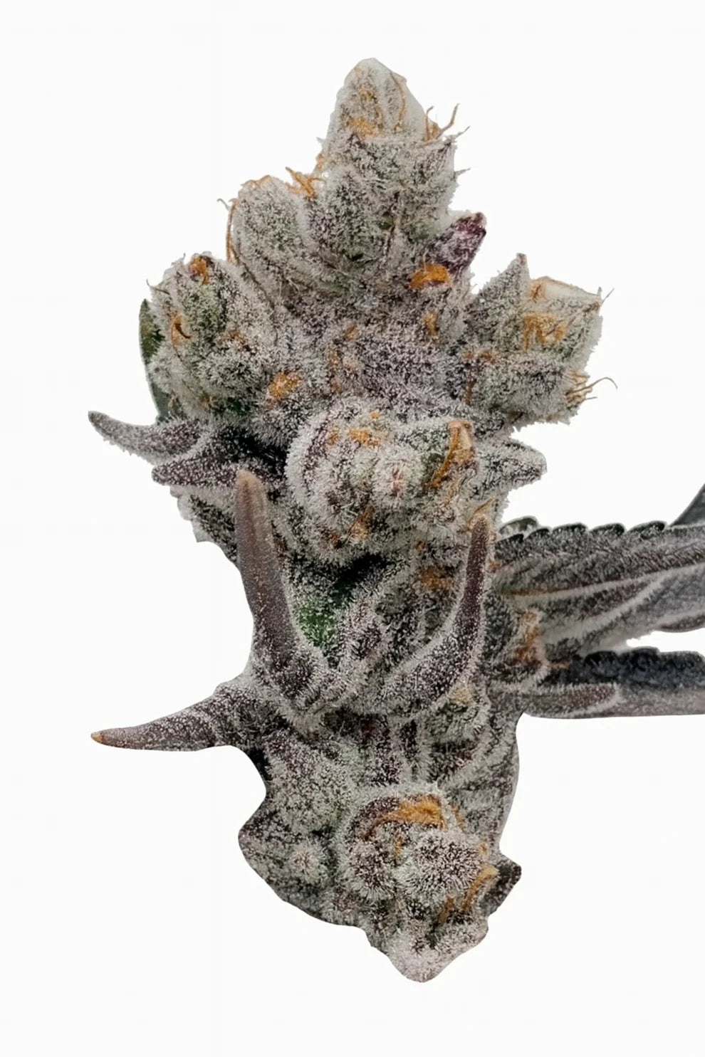 Permanent Chimera - Beleaf Premium Cut