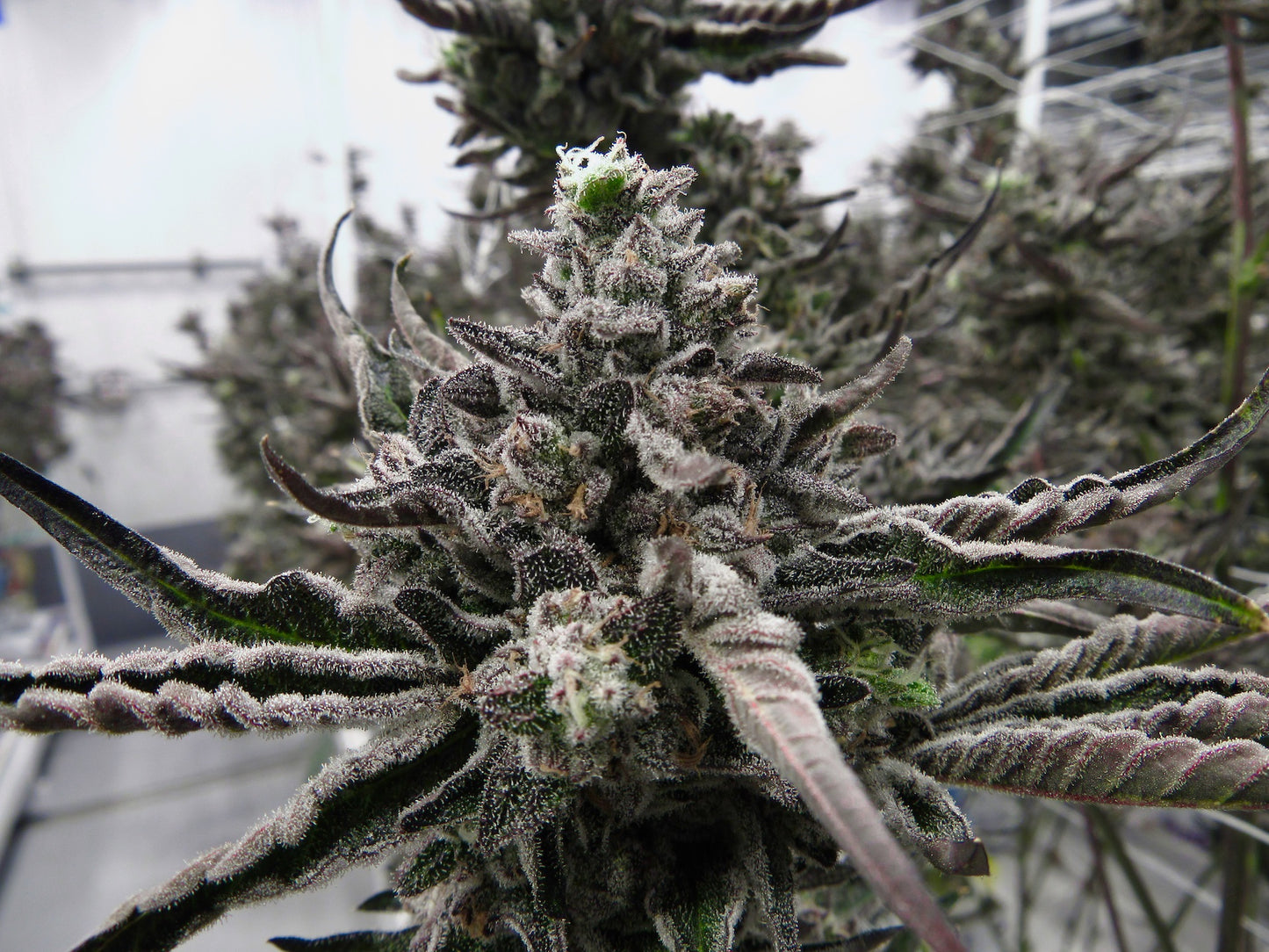 Permanent Marker - Seedjunky Genetics x Doja Cut