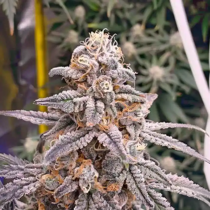 Pineapple Fruz - Seedjunky Genetics