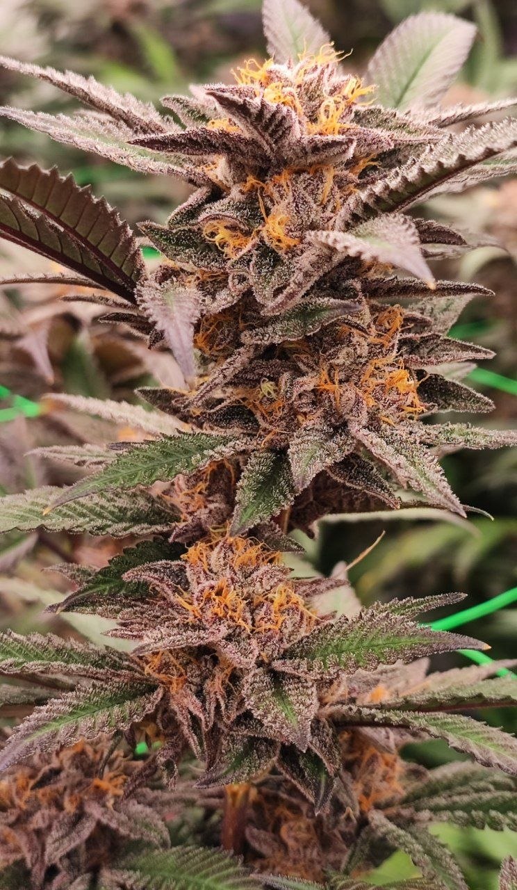 Sour Fraise - Messias Seeds