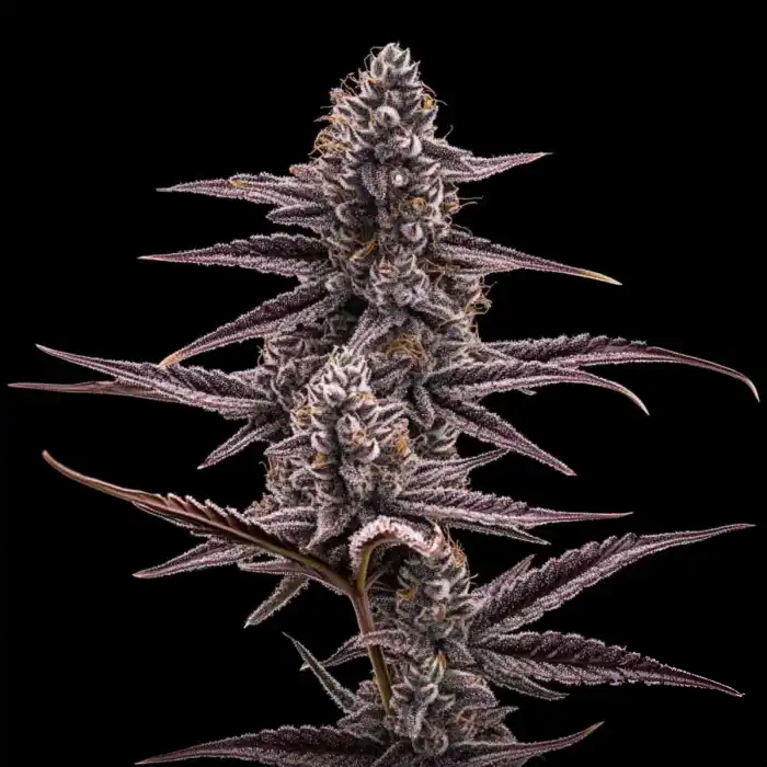 Super Buff Cherry #26 - GMLS Breeder Cut