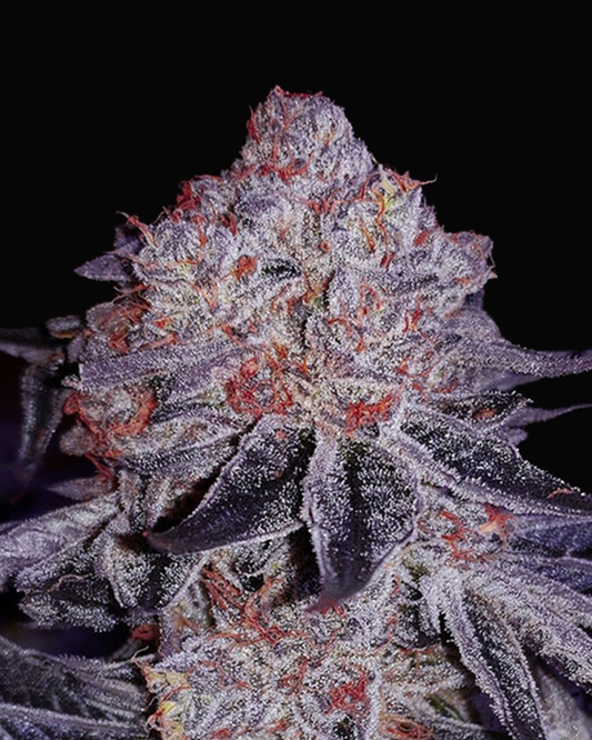 Cherry Gar-See-Ya R1 - Ethos Genetics
