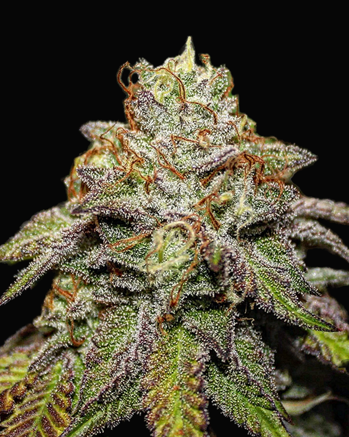 Theia S - Old J Seeds