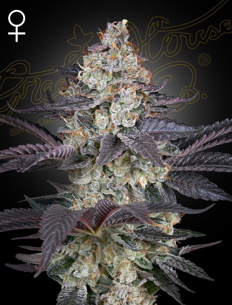 Ztrawberry - Greenhouse Seed Co.