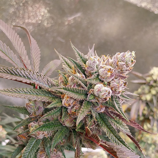 Lemon Cherry Gelato - Backpackboys