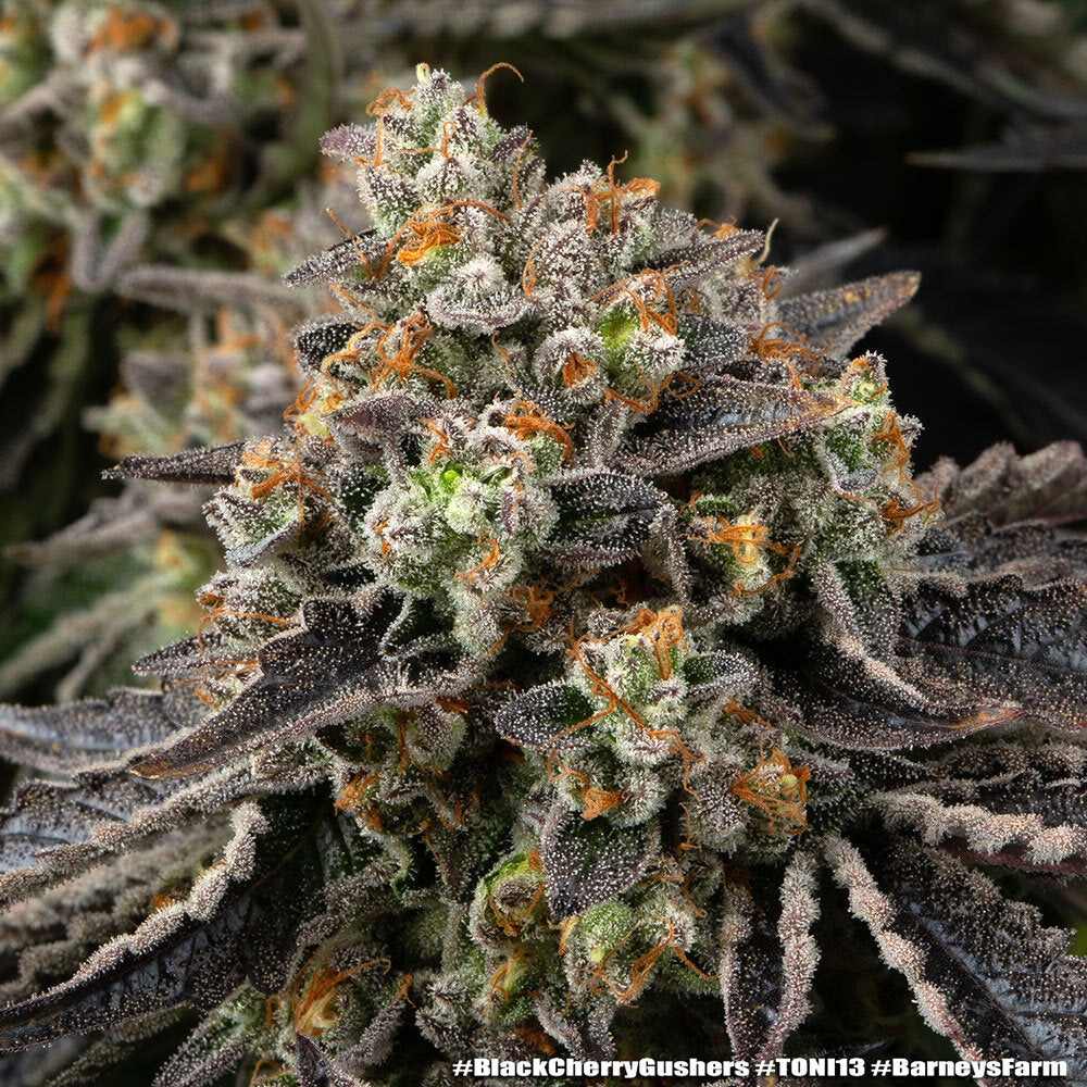 Black Cherry Gushers - Barneys Farm