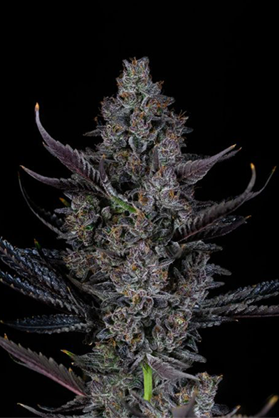 Bling Blaow - Compound Genetics Cut
