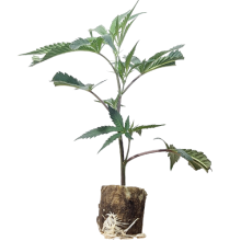 Bruce Banner #3 - Anesia Seeds