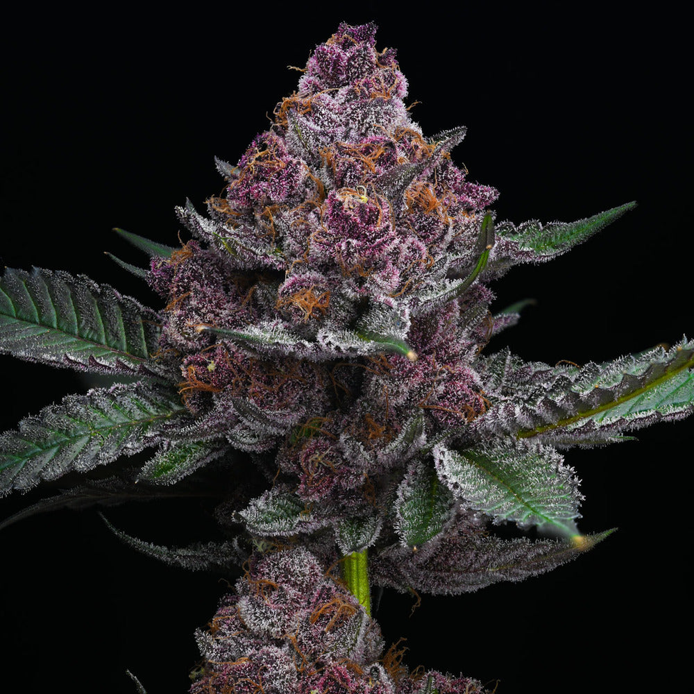 Cherry Poppers - Barneys Farm Seeds