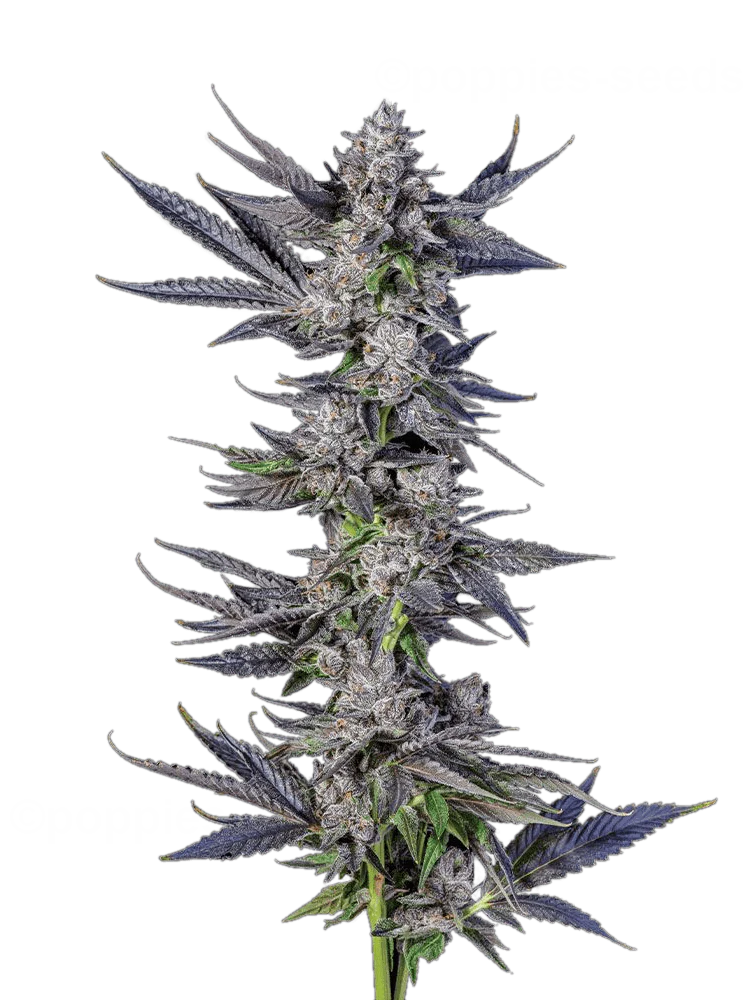 Menthol Runtz - Compound Genetics Cut