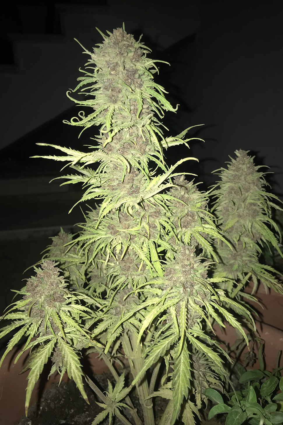 Critical+ - Growers Choice