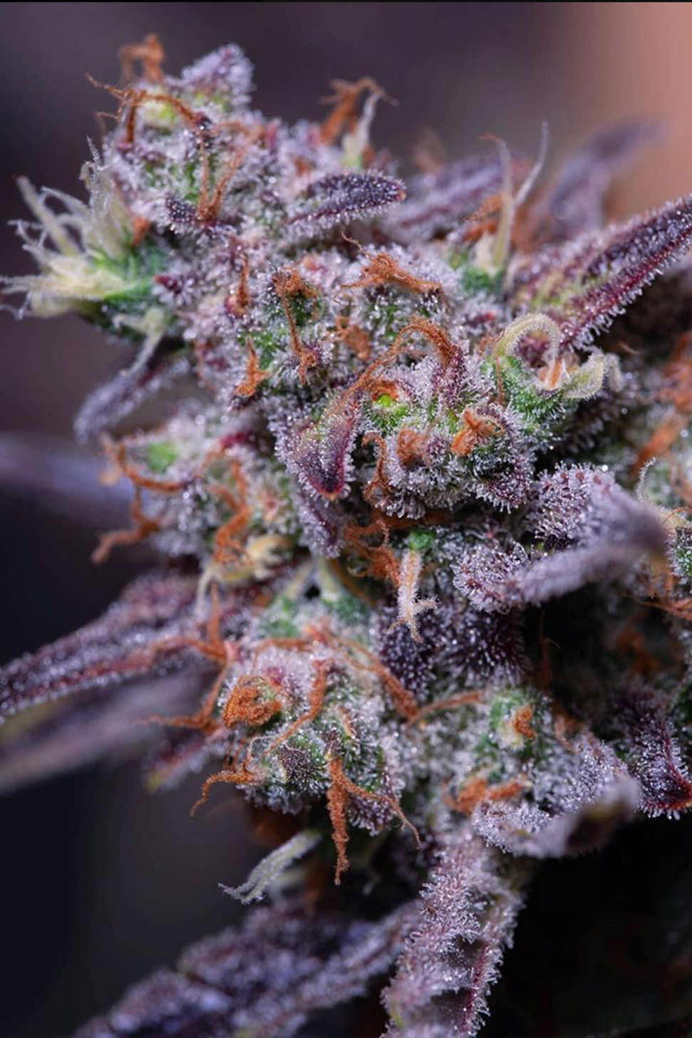 Frozen Black Cherry - Anesia Seeds