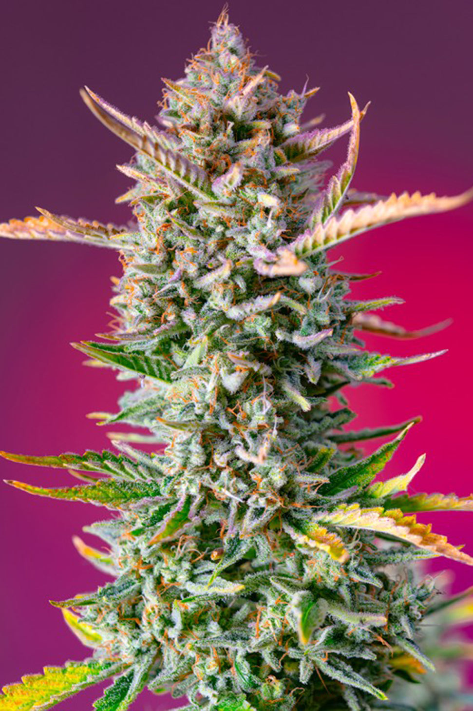 Gorilla Sherbert F1 - Sweet Seeds