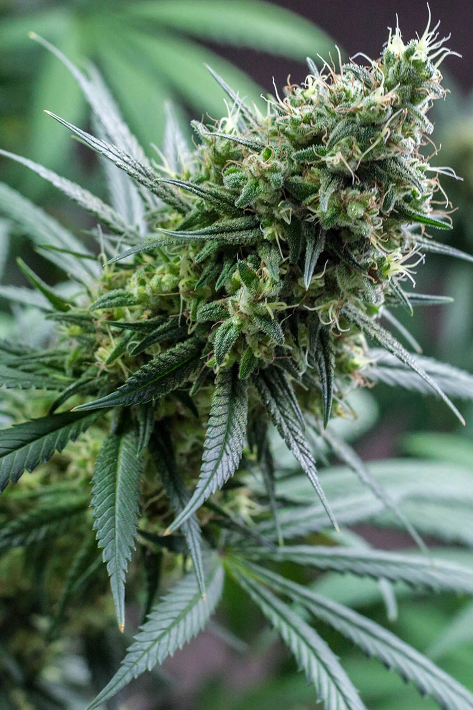 Green Poison - Sweet Seeds