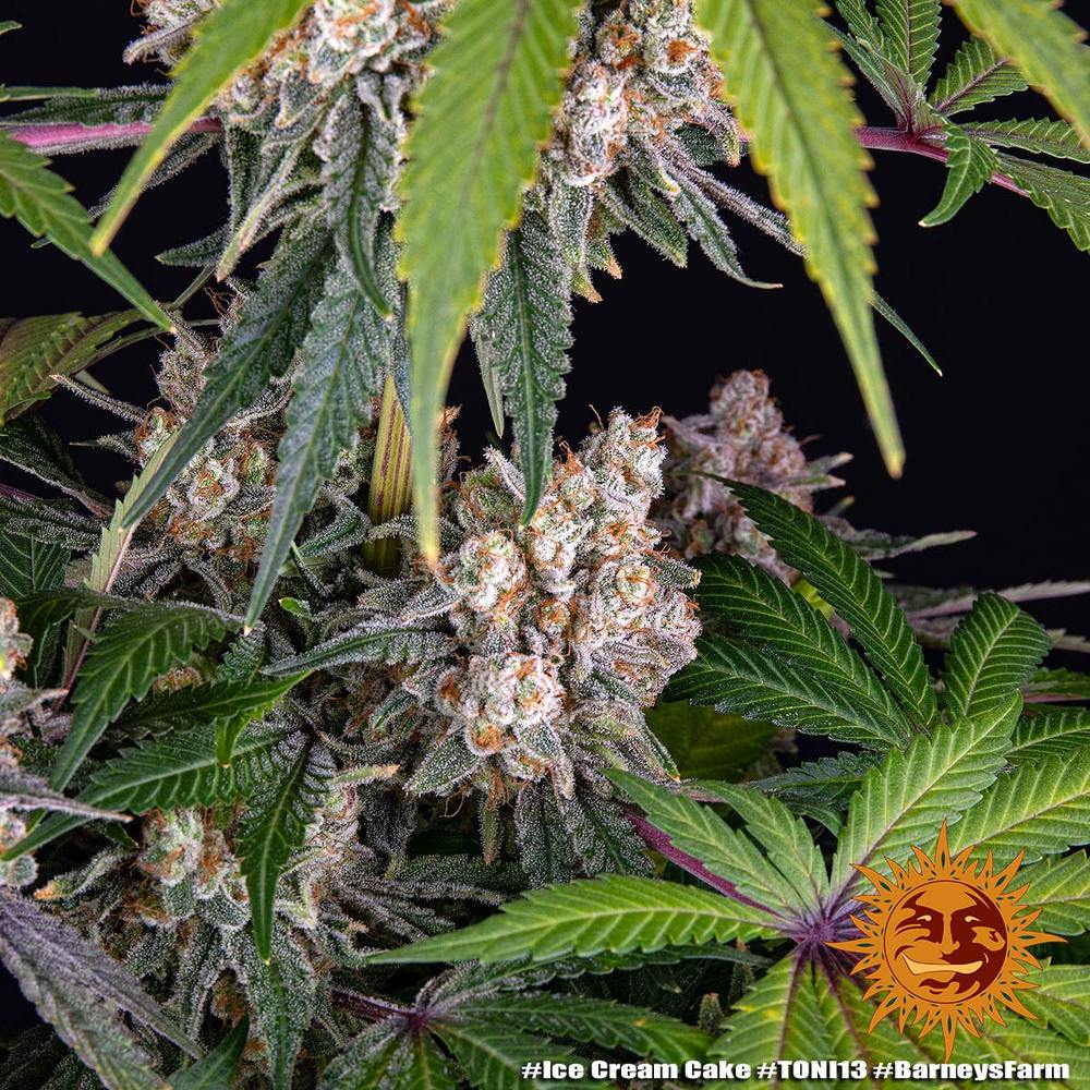 Ice Cream Cake - Barneys Farm