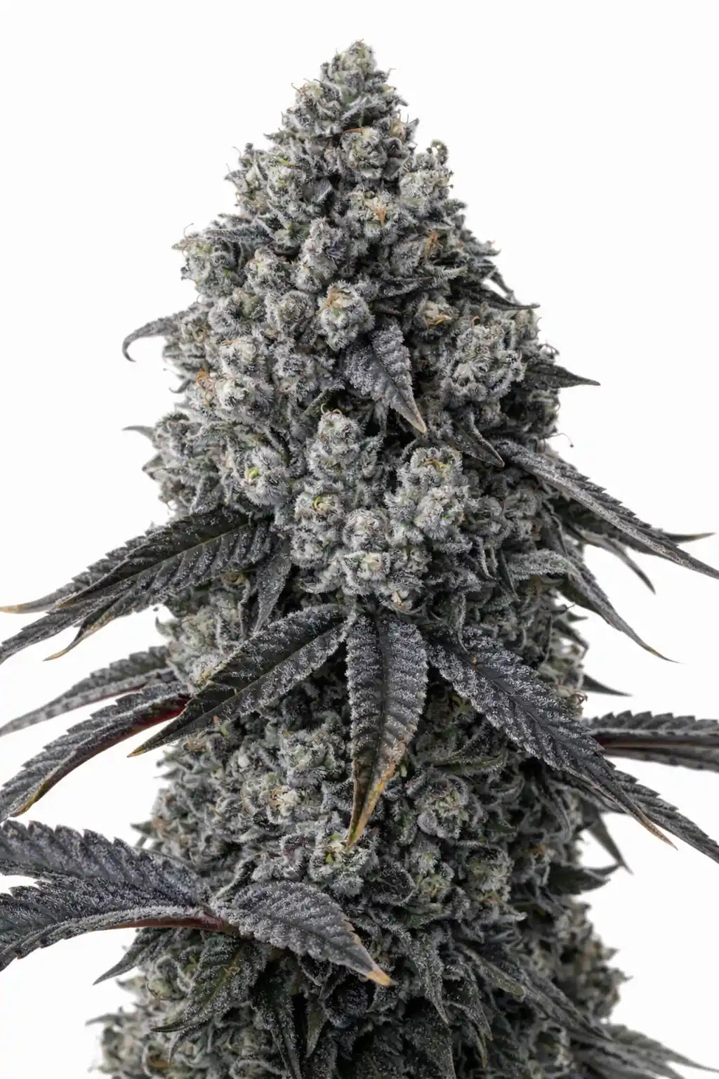 Ice Cream Runtz (Louda Cut) - Lit Farms
