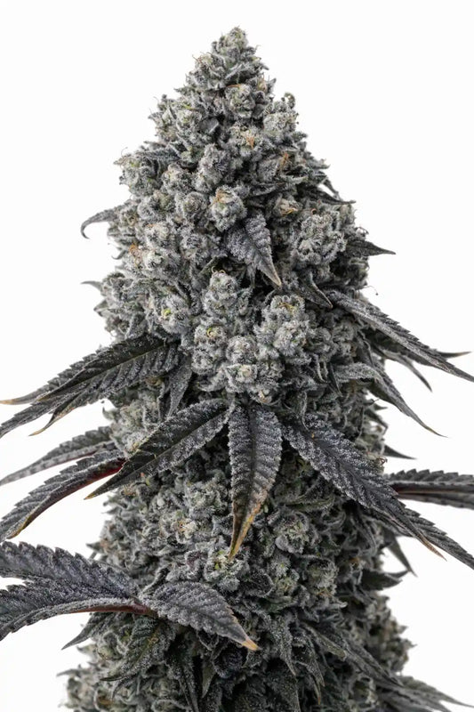 Ice Cream Runtz (Louda Cut) - Lit Farms