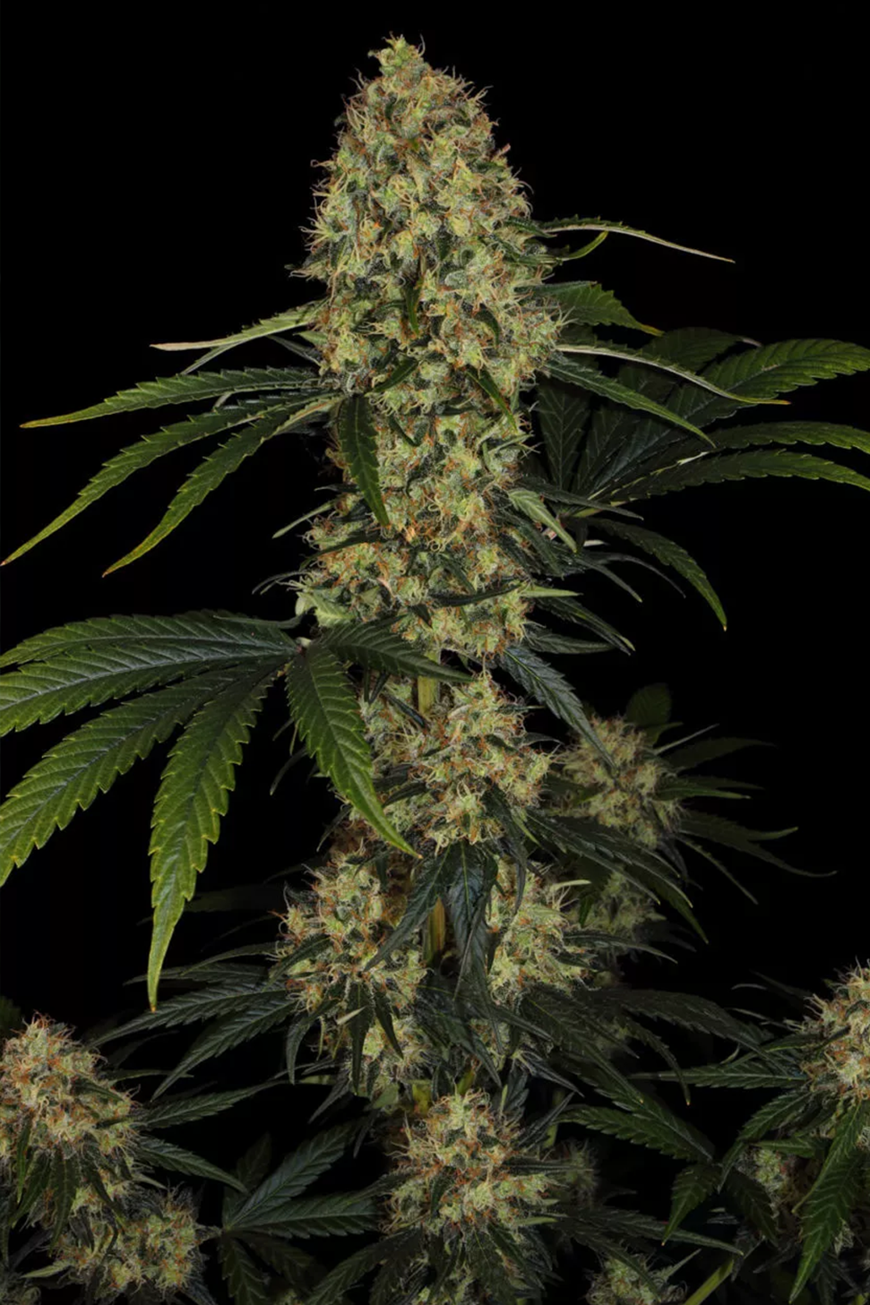 L.A. Amnesia - Paradise Seeds
