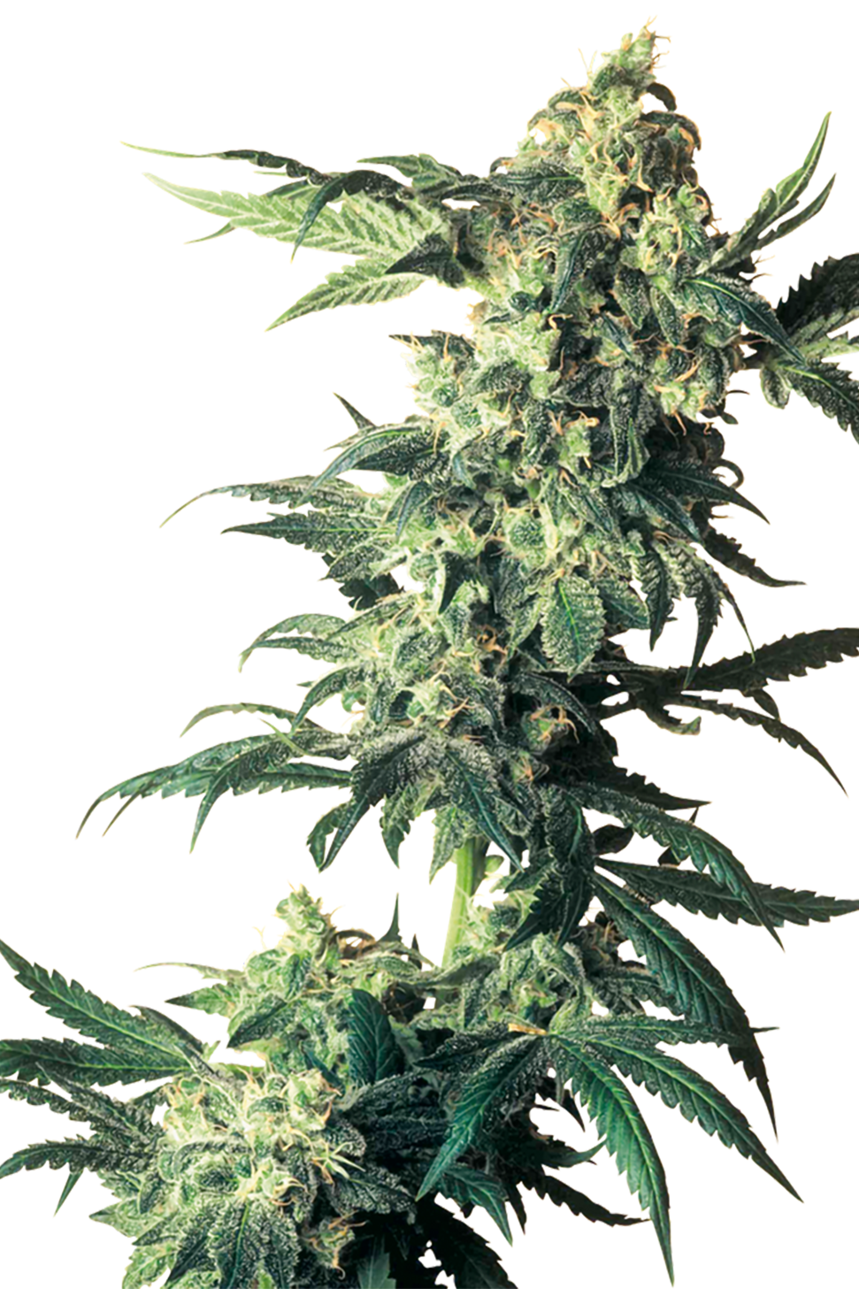 Northern Lights - Sensi Seeds