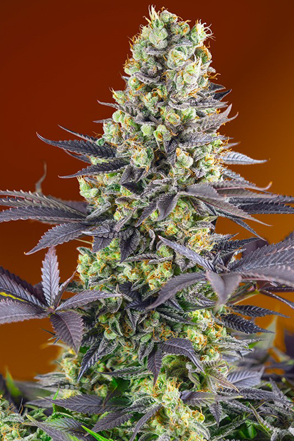 Sweet Sensation - Sweet Seeds