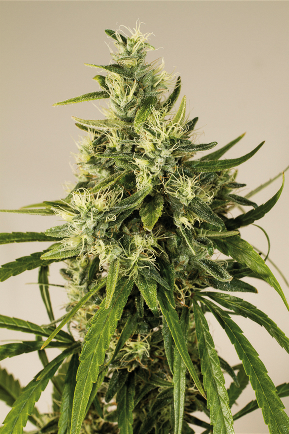 Train Wreck - Humboldt Seeds