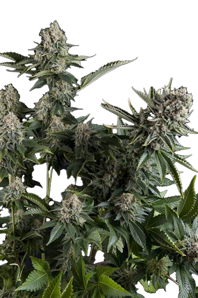 White Widow - Pyramid Seeds