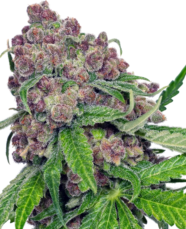 Cherry Bacio - Sherbinskis
