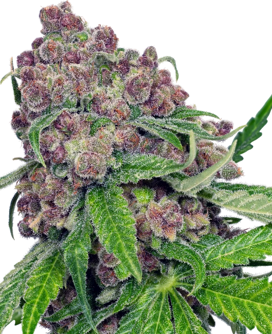 Cherry Bacio - Sherbinskis