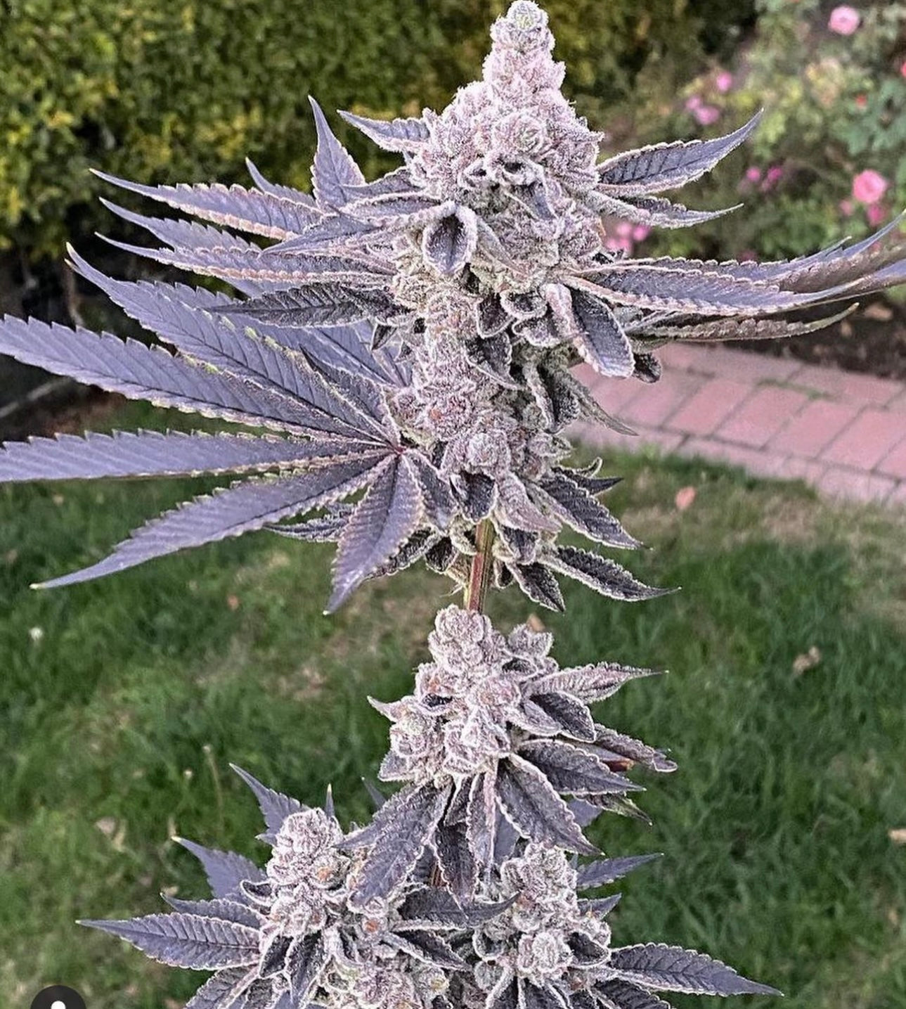 Animal Tsunami - Jungle Boys